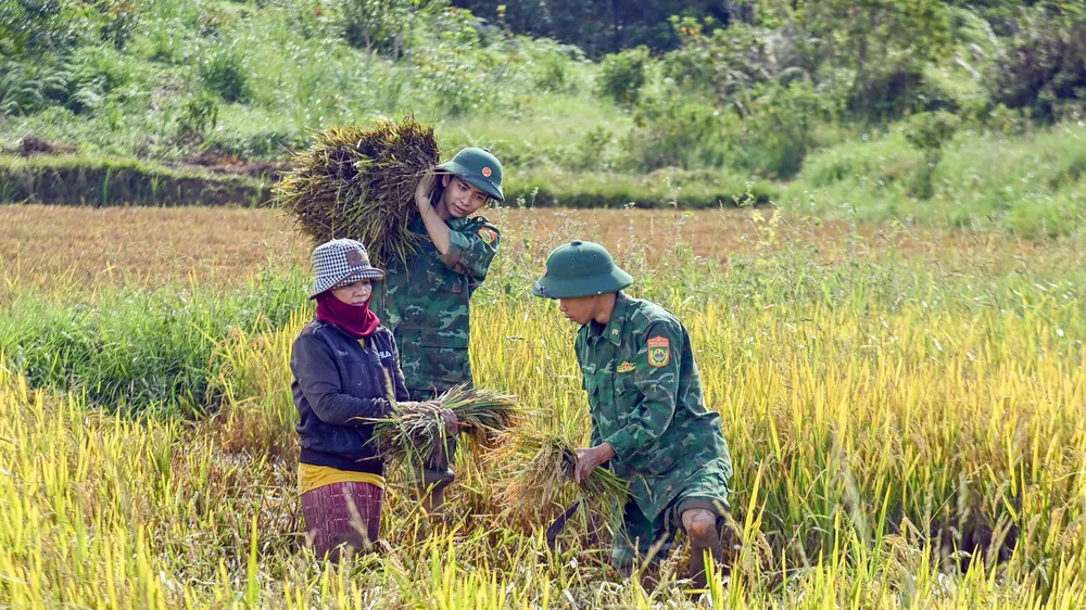 Bộ đội giúp dân gặt lúa chạy lũ ở Quảng Trị, TP Huế