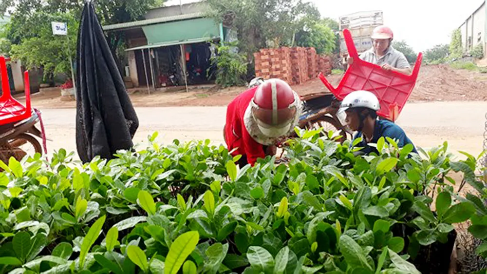 Bình Phước công nhận thêm 8 giống điều cho năng suất cao ​