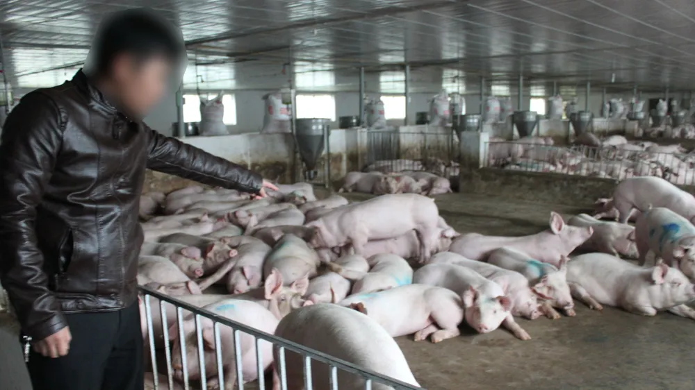 Nhiều người dân chăn nuôi heo quy mô lớn ở tỉnh Hà Tĩnh đang gặp khó khăn