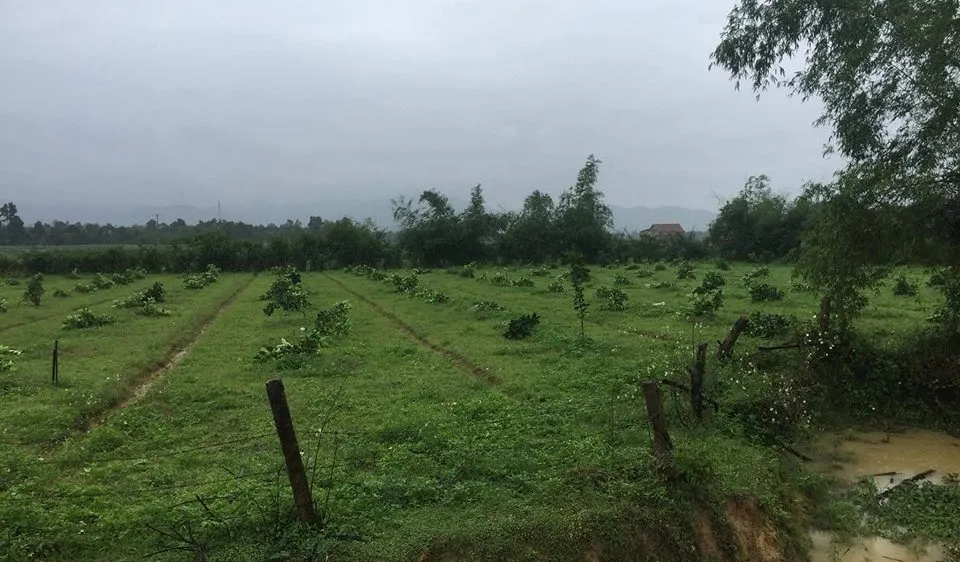 Hàng trăm gốc cây bưởi Phúc Trạch bị chặt hạ không thương tiếc