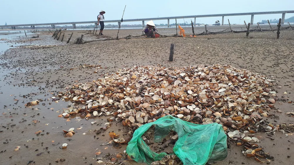 Nghêu chết hàng loạt khiến nhiều hộ nuôi ở Hà Tĩnh bị thiệt hại nặng
