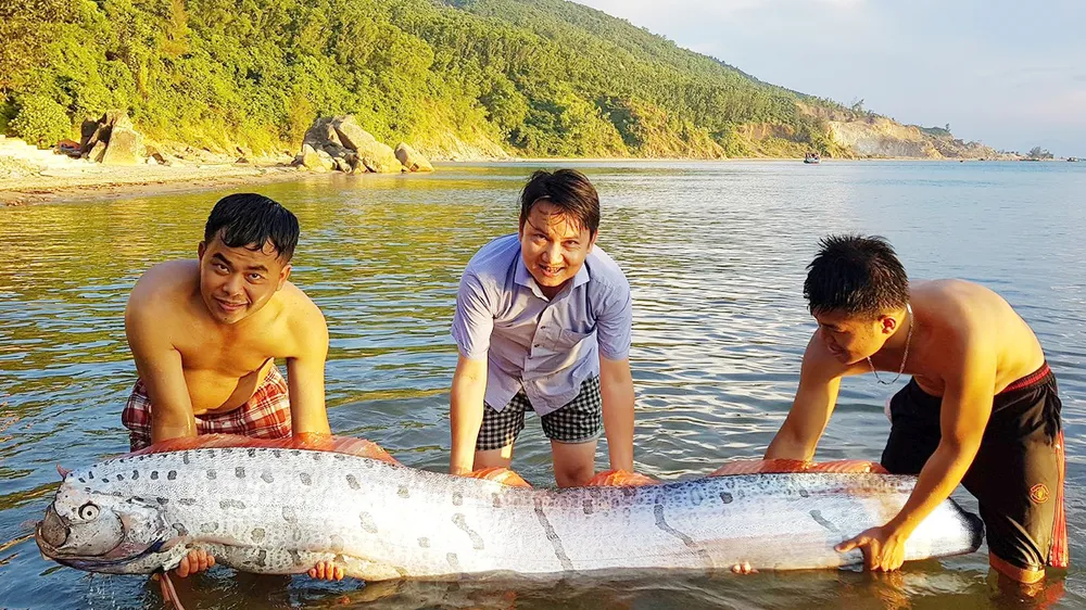 Cá mái chèo dài 3m bơi vào bờ biển Hà Tĩnh