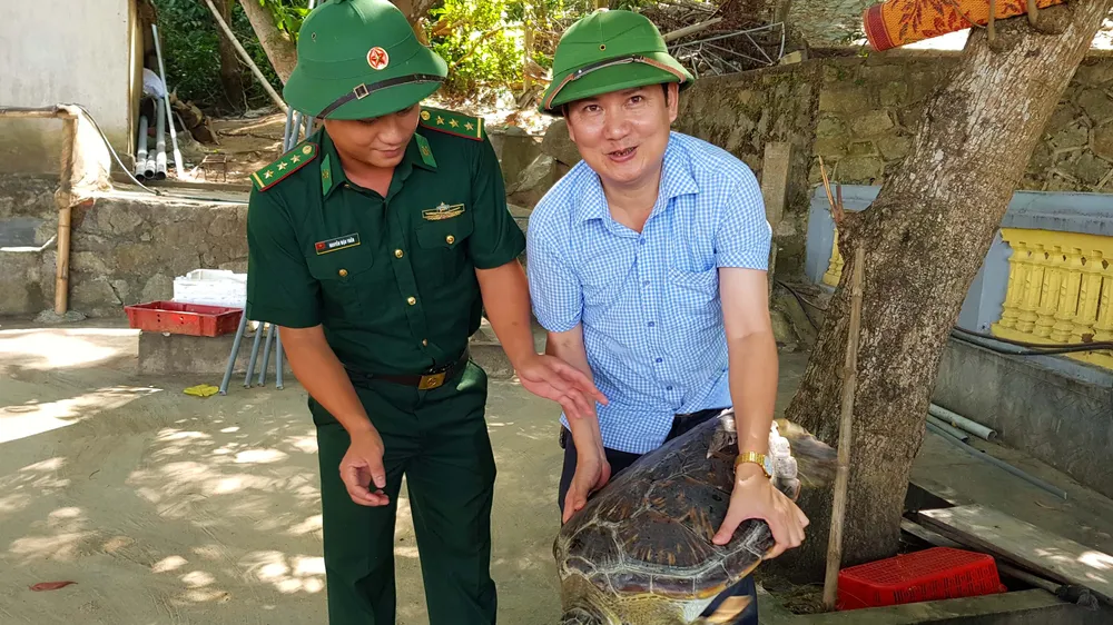 Con rùa biển vẫn sống khỏe mạnh trước lúc thả về môi trường tự nhiên