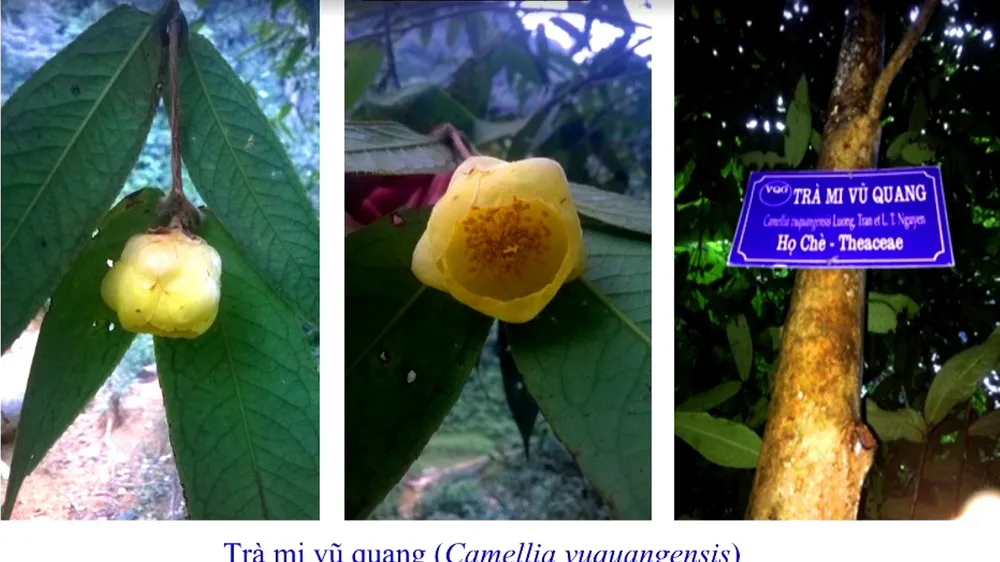 Trà mi Vũ Quang tại Vườn Quốc gia Vũ Quang