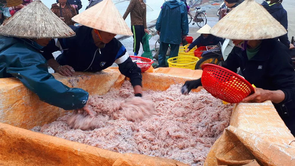 Người dân miền Trung phấn khởi được mùa cam và “lộc biển” 