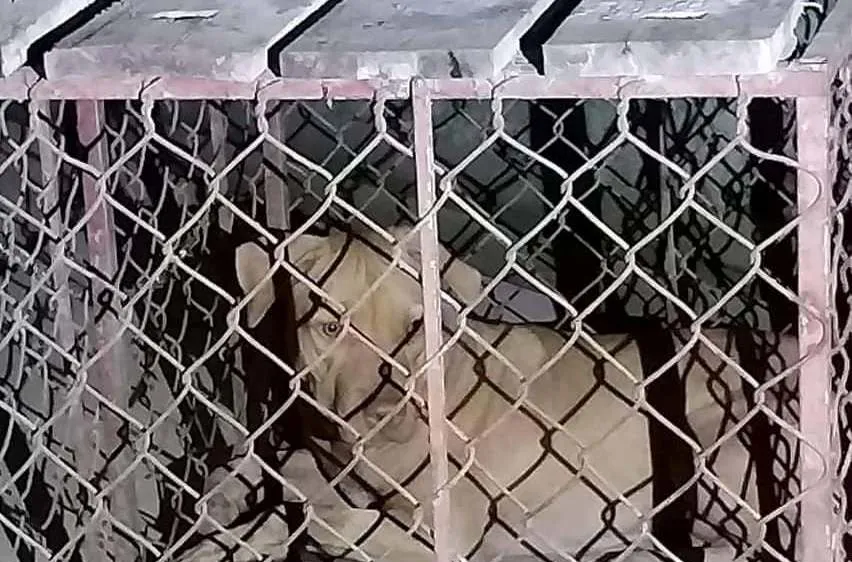 Con chó đã được bắt nhốt lại