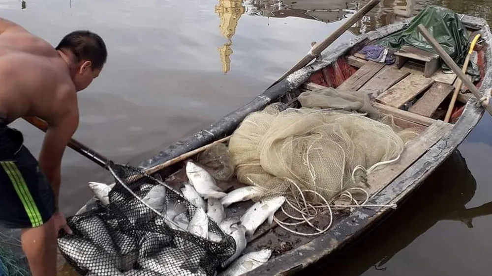 Sau đợt mưa lũ kéo dài, nhiều cá nuôi lồng bè trên sông bị chết khiến người dân thiệt hại nặng