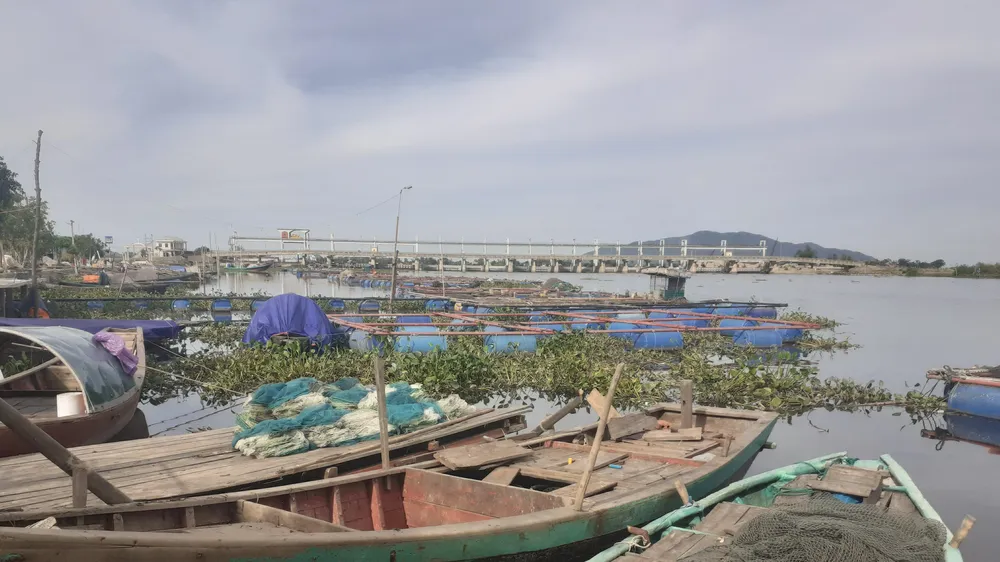 Khu vực cá nuôi trong lồng bè bị chết trên sông ở huyện Thạch Hà, tỉnh Hà Tĩnh
