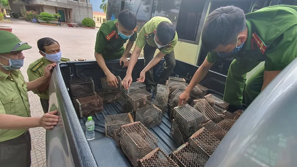 Lực lượng chức năng bắt giữ xe khách vận chuyển số cá thể dúi