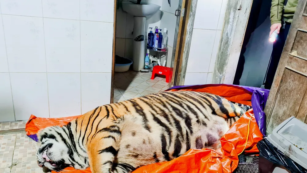 Cá thể hổ nằm bất động