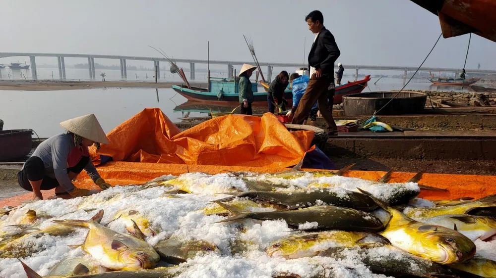 Ngư dân trúng mẻ cá chim vây vàng