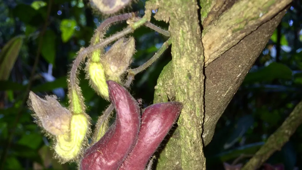 Mộc hương Vũ Quang (Aristolochia vuquangensis)