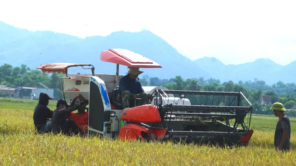 Người dân Hà Tĩnh thu hoạch lúa vụ hè thu thời điểm tháng 9-2021