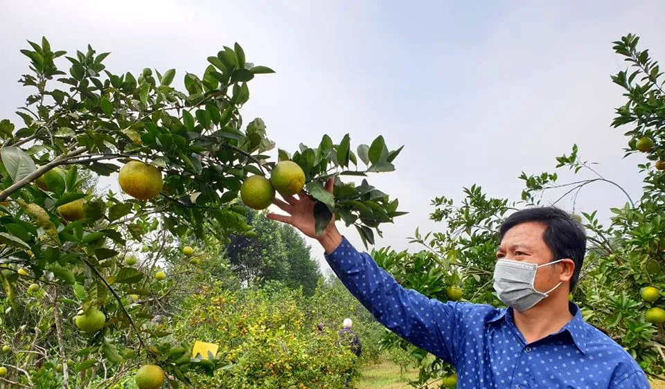 Cam là một trong những cây trồng chủ lực của Hà Tĩnh