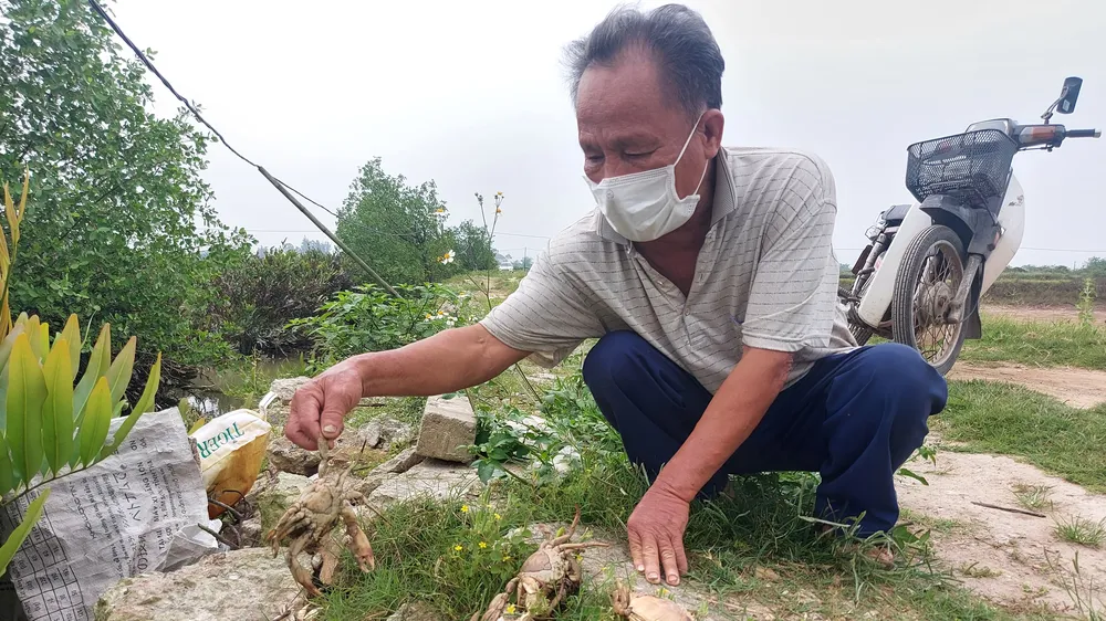 Ông Thạch Hữu Trung (70 tuổi, ở xã Đan Trường) bên một số xác cua đang phân hủy