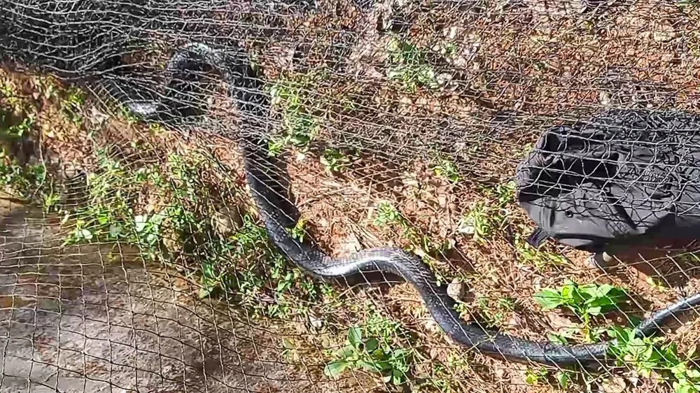 Rắn hổ mang chúa dài hơn 3m, nặng 2,6kg bò vào trường học 
