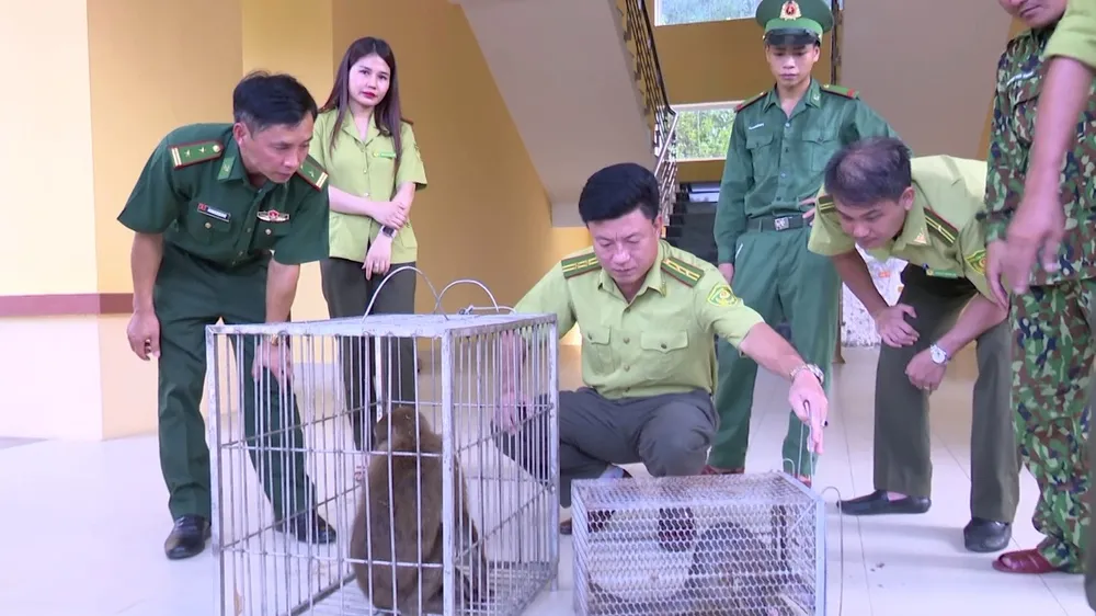 Bàn giao cá thể khỉ mốc và tê tê