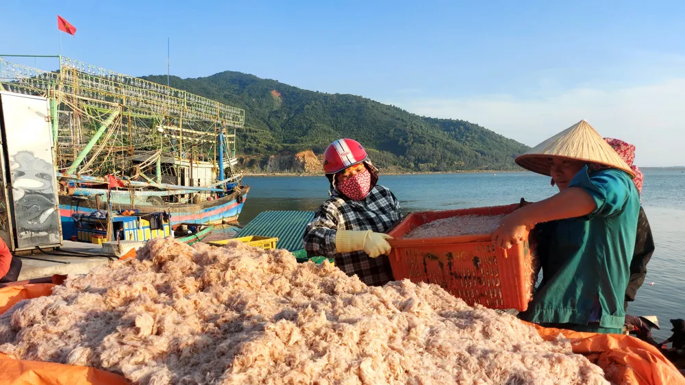 Ruốc biển được tập kết tại cảng cá Cửa Sót