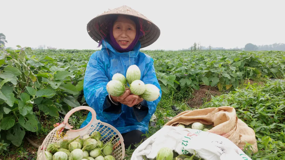 Bà Nguyễn Thị Hà (thôn Sơn Phú, xã Thượng Lộc) thu hoạch cà 
