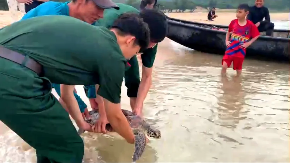 Thả rùa về môi trường biển tự nhiên 