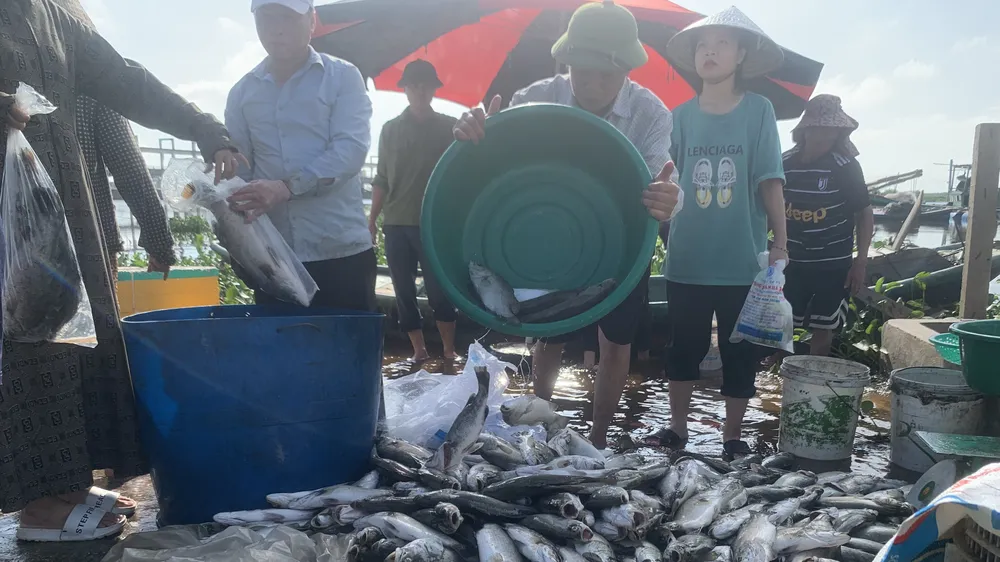 Hà Tĩnh: Hàng chục tấn cá nuôi lồng bè bị chết hàng loạt