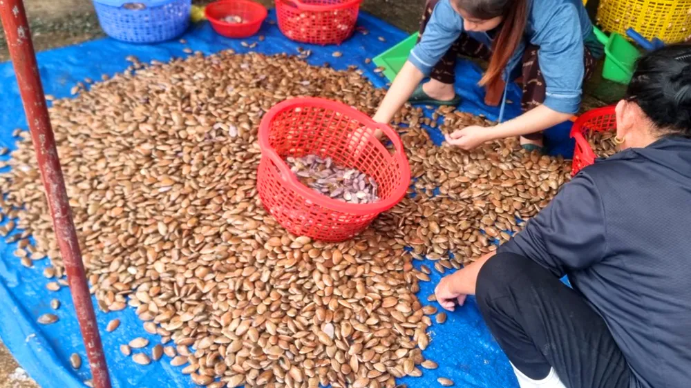 Sò lụa được đánh bắt đưa vào cảng cá Cửa Sót (huyện Lộc Hà Tĩnh, tỉnh Hà Tĩnh)
