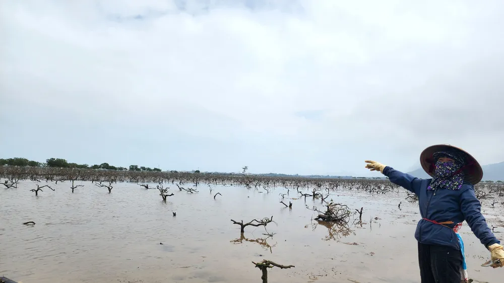 Người dân lo lắng rừng cây ngập mặn chết ở xã Kỳ Hà sẽ để lại nhiều ảnh hưởng trong mùa bão lũ 