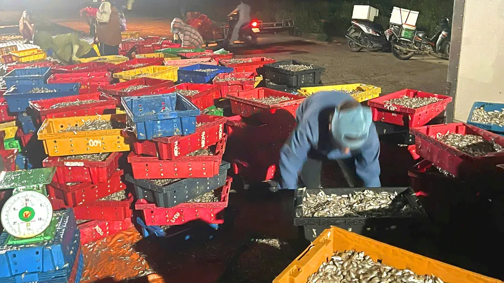 Cá giò được ngư dân đánh bắt và đưa vào tiêu thụ tại bờ biển phường Kỳ Ninh 