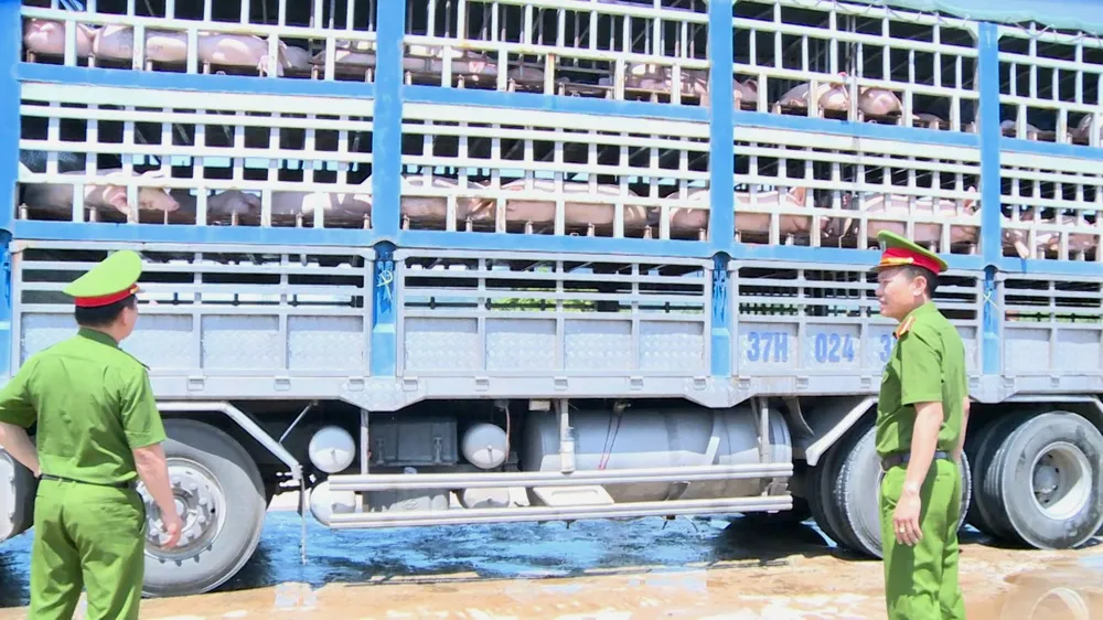 Quá trình kiểm tra, lực lượng chức năng phát hiện trên xe có 180 con heo nhiễm dịch bệnh 