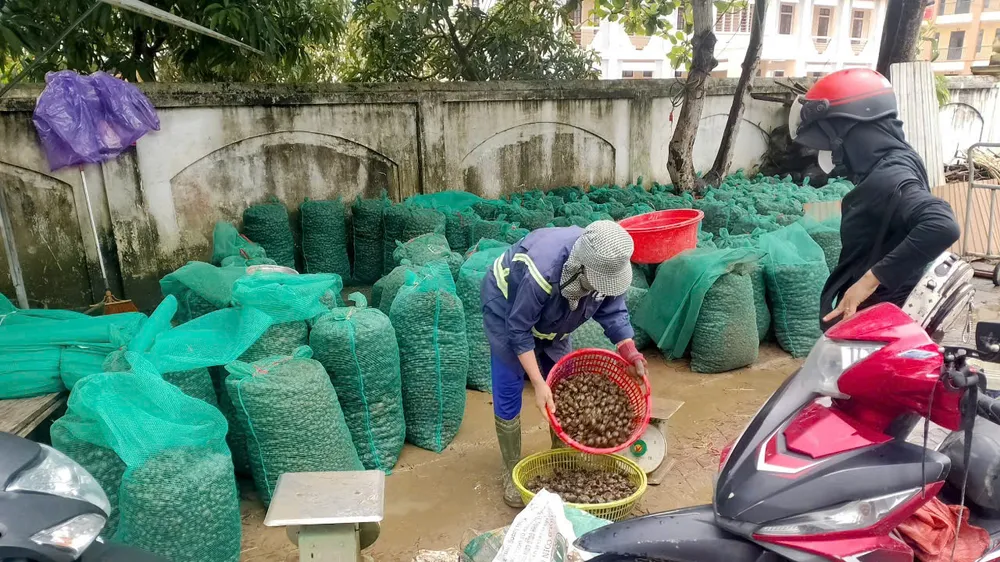Ốc bươu vàng được nhập cho các đầu mối