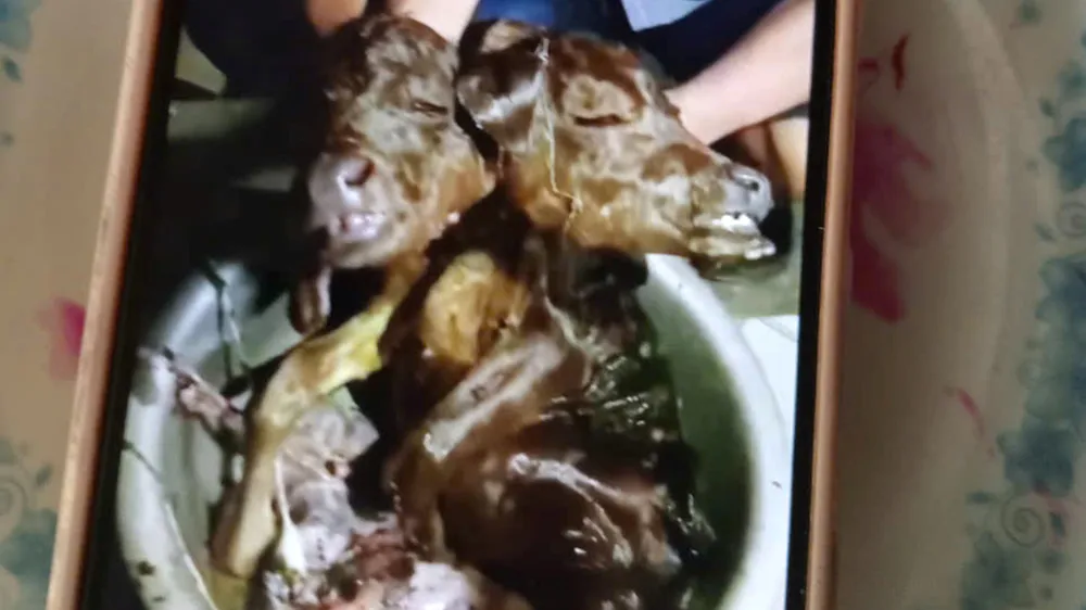 Bê con có 2 đầu dính liền nhau 