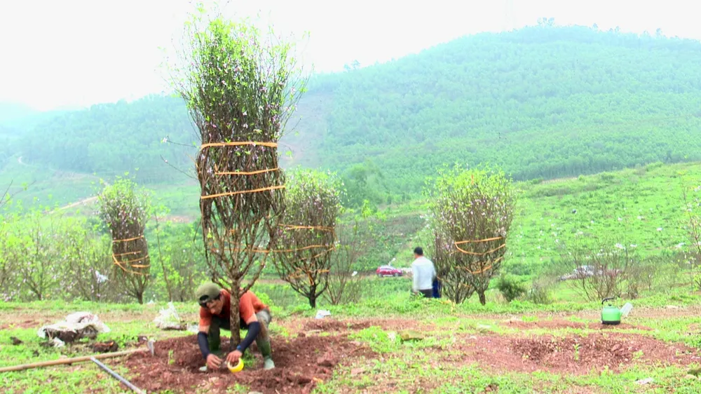 Những gốc đào phai đẹp ở xã Toàn Lưu được khách hàng lựa chọn mua về chơi tết