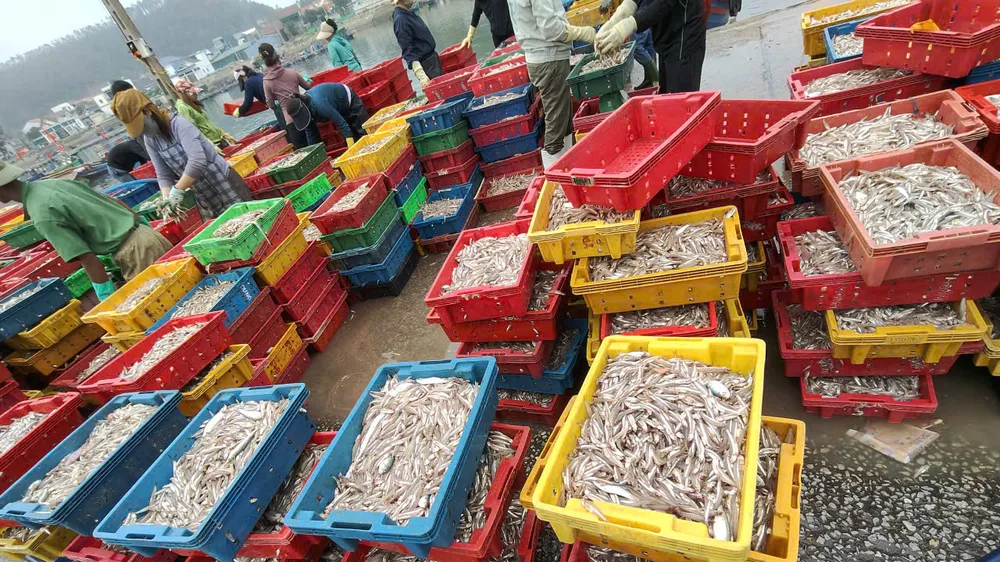 Đầu xuân, ngư dân trúng hơn 9 tấn cá cơm
