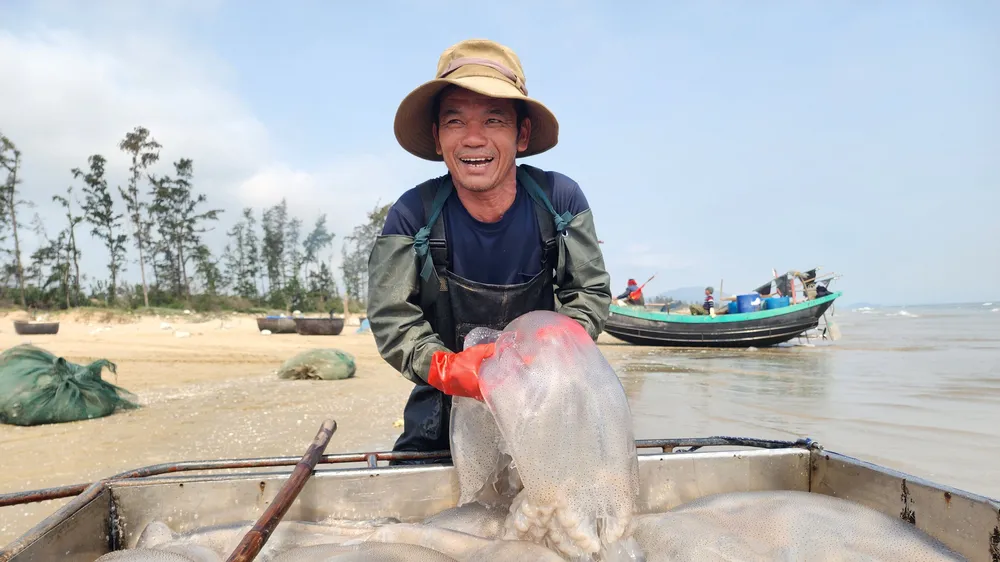 Ngư dân Hà Tĩnh trúng đậm sứa biển 