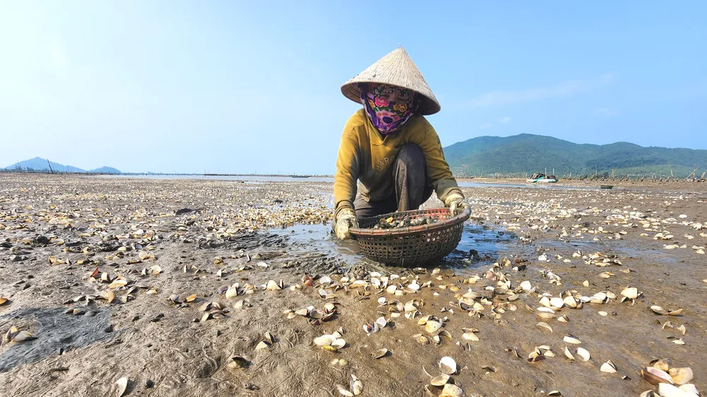 Người dân ở xã Mai Phụ tốn công sức thu gom vỏ nghêu chết nổi trắng bãi triều 