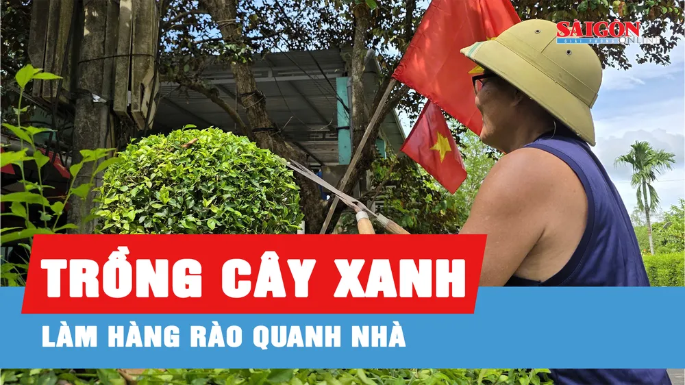 Xanh mướt hàng rào chè tàu ở Minh Hóa, Quảng Trị