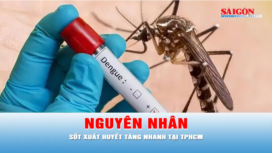 Podcast bản tin thời sự ngày 10-9: Nguyên nhân số ca mắc sốt xuất huyết tăng nhanh tại TPHCM