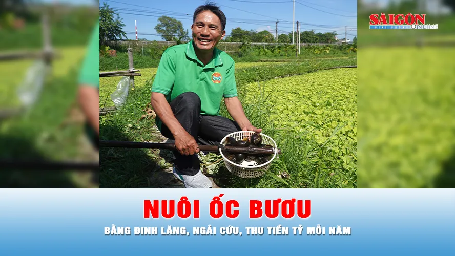 Podcast tin thời sự ngày 26-10: Thu tiền tỷ mỗi năm từ nuôi ốc bươu bằng thảo dược