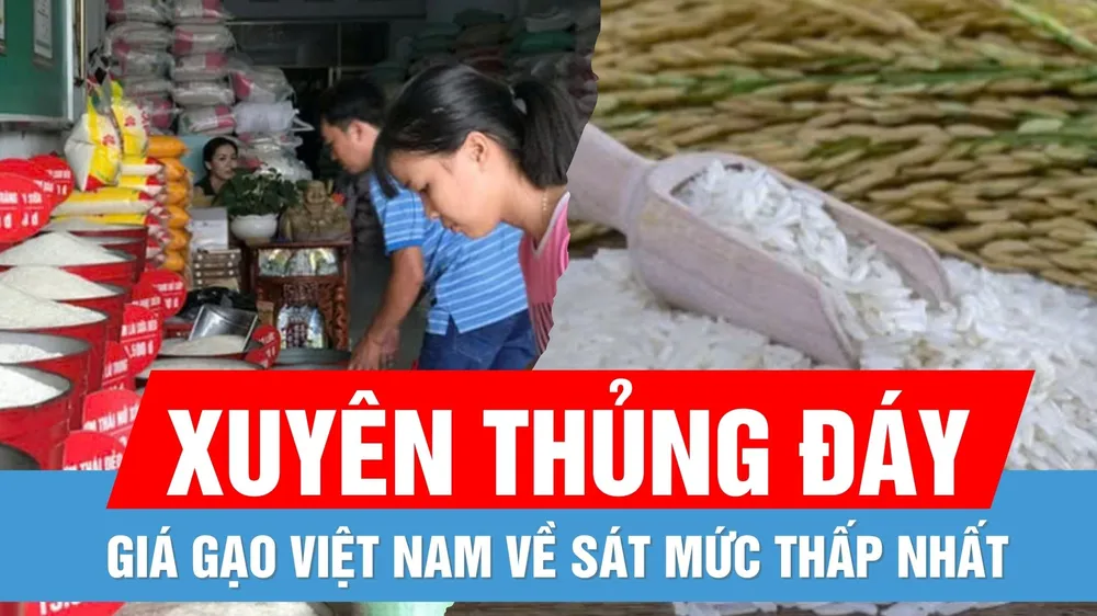  Giá gạo xuất khẩu Việt Nam thấp, giá trong nước vẫn cao
