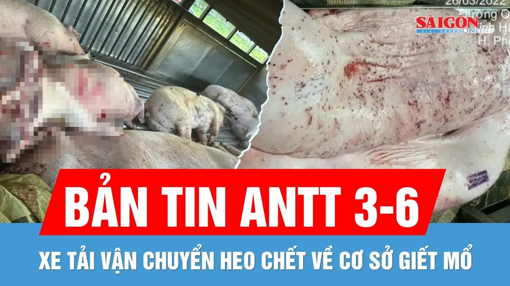 Bản tin ANTT 3-6: 9 con heo chết "đi thẳng" tới lò mổ | Vì sao có dấu vuông trên heo bệnh của C.P.?