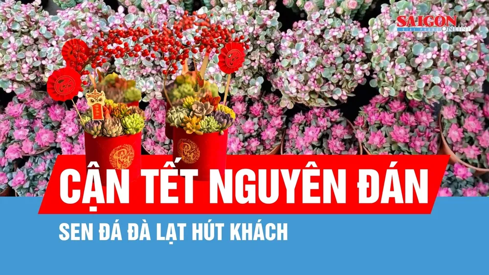 Sen đá Đà Lạt hút khách dịp Tết Nguyên đán
