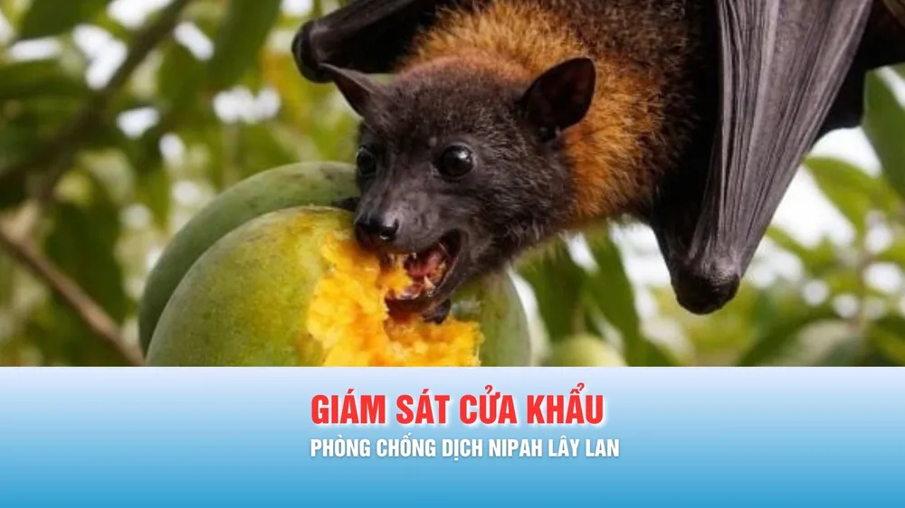 Podcast bản tin chiều 11-2: TPHCM chỉ đạo phòng chống dịch Nipah dịp lễ tết