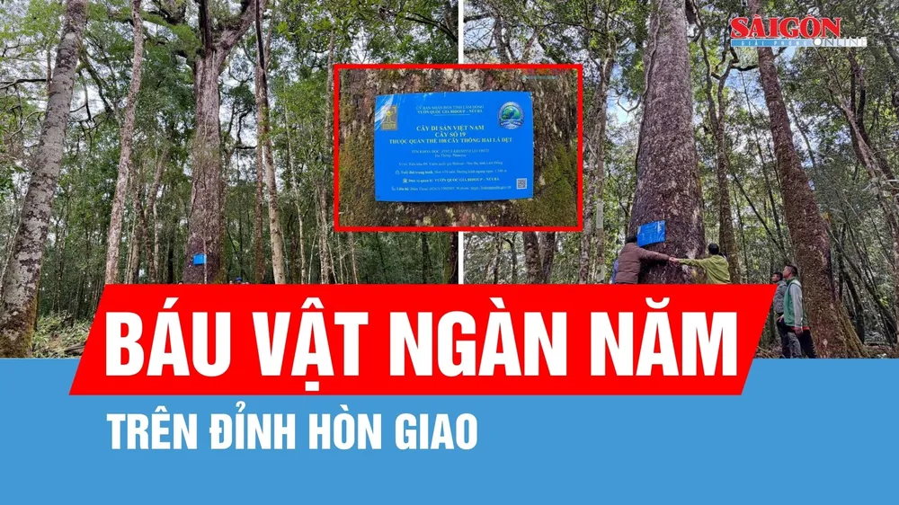 Chiêm ngưỡng báu vật ngàn năm trên đỉnh Hòn Giao