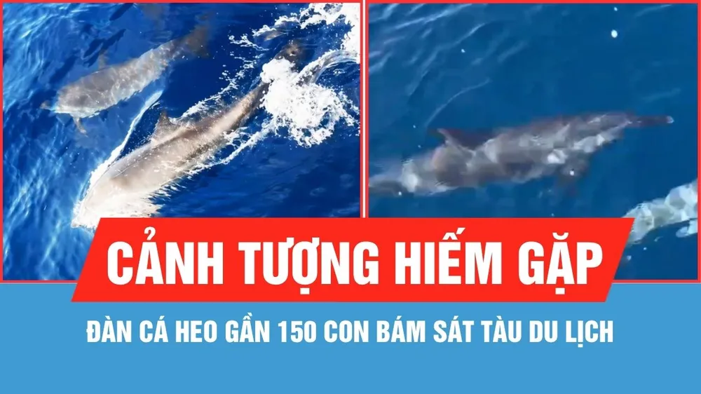 Đàn cá heo gần 150 con bám sát tàu du lịch ở biển Hòn Khô - Nhơn Hải