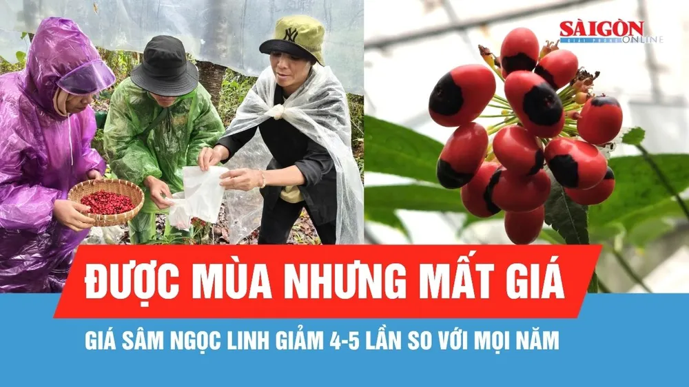 Đồng bào Xơ Đăng tất bật thu hoạch hạt sâm Ngọc Linh