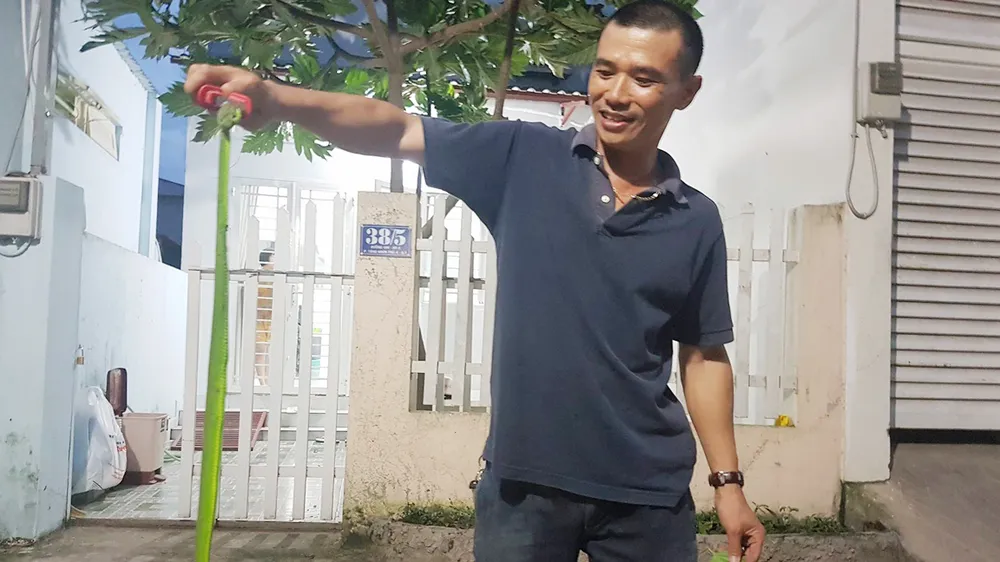 Liên tục phát hiện rắn lục đuôi đỏ trong khu dân cư ở quận 9