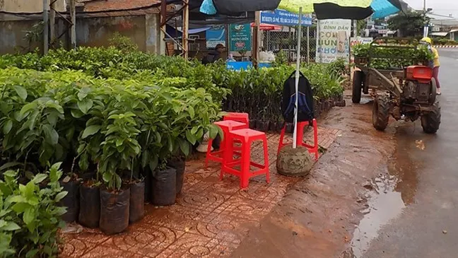 Cảnh báo nạn lừa bán giống cà phê