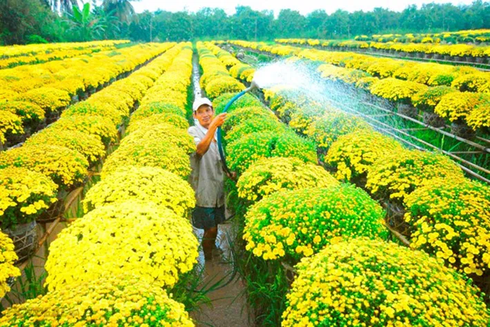 Sa Đéc cung ứng khoảng 2 triệu giỏ hoa tết