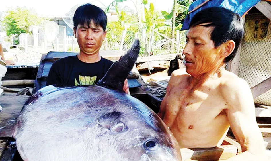 Ngư dân bắt được cá khủng
