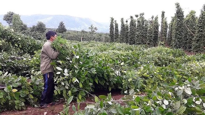 Đồng Nai: Thương lái Trung Quốc lại thu mua rễ hồ tiêu